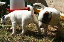 Parson Russell terrier