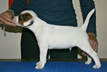 Parson Russell terrier