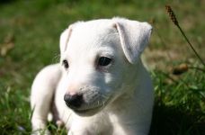 Parson Russell terrier