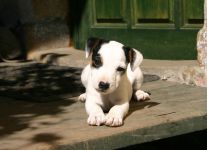 Parson Russell terrier