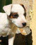 Parson Russell terrier