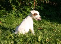 Parson Russell terrier