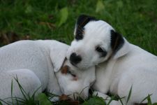 Parson Russell terrier