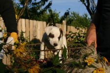 Parson Russell terrier