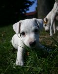 Parson Russell terrier