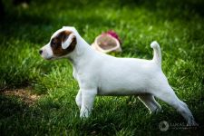 Parson Russell terrier