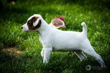 Parson Russell terrier