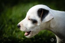 Parson Russell terrier