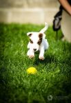 Parson Russell terrier