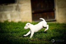 Parson Russell terrier