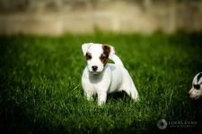 Parson Russell terrier