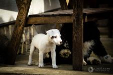 Parson Russell terrier