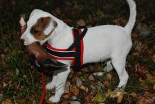 Parson Russell terrier