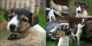 Parson Russell terrier